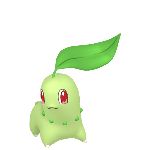菊草叶