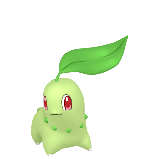 菊草叶